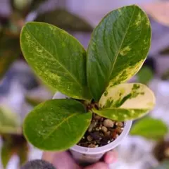 LA便 斑入りホマロメナ Homalomena sp.Riau sumatera - メルカリ