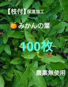 無農薬 みかんの葉 枝付き 100枚以上 アゲハ蝶のエサ 餌 （保湿あり