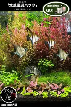水草茂「水草厳選パック」（水草7種類セット）