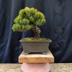 2026年最新】ミニ盆栽 五葉松の人気アイテム - メルカリ