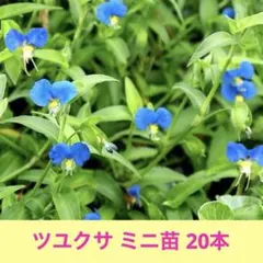 2026年最新】ツユクサ 斑入りの人気アイテム - メルカリ