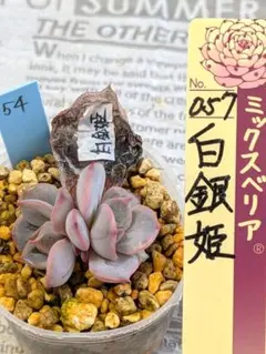 ⑦【 白銀姫 】抜き苗 おらいさん ミックスベリア 白銀姫 ミックスベリア おらいさん苗 抜き苗 - メルカリ