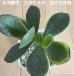 多肉植物　金のなる木　抜き苗発送のサムネイル