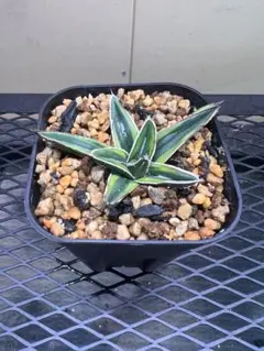 2025年最新】アガベ笹の雪虎斑の人気アイテム - メルカリ