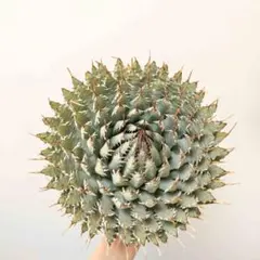 2026年最新】エボリスピナ 現地の人気アイテム - メルカリ