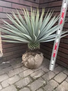 2025年最新】ユッカの人気アイテム - メルカリ