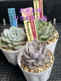 クゥとチャチャ様 リクエスト 2点 まとめ商品