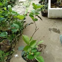 無農薬、大苗、ブラックベリー取り木苗、抜き苗、メルカリ発送