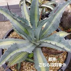 2026年最新】アガベ アメリカーナ エクスパンサ パリーダの人気