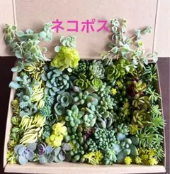 2026年最新】セダム 雫玉の人気アイテム - メルカリ