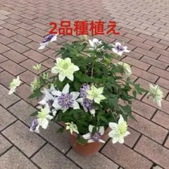 クレマチス 苗 2本セット - メルカリ
