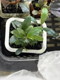 f*3様 ブセファランドラ（斑入り株）Bucephalandra Pipto - メルカリ