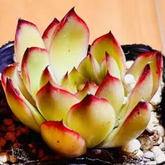 多肉植物 リナシナ錦 抜き苗 - メルカリ
