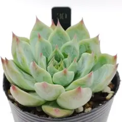 30.チワワエンシス☓レッドエボニー 抜き苗 多肉植物