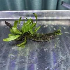 ウィローモス ミクロソリウムプテロプス 流木活着79のサムネイル