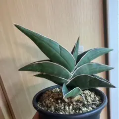 ぽけこう様 リクエスト 2点 まとめ商品