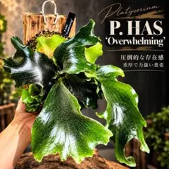 希少本】イーシャ・ウパニシャッド 存在の鼓動 OSHO - メルカリ