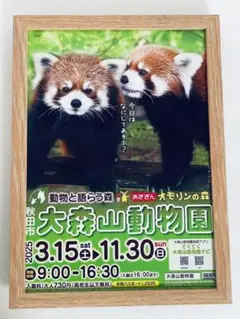 大森山動物園　フライヤー　A4額縁付き　ポスター風　広告　レッサーパンダ
