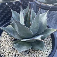 2025年最新】パラサナの人気アイテム - メルカリ