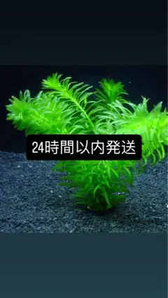 天然アナカリス□70本‼️画像が現物⚠️翌日地域の方のみ⚠️翌々日