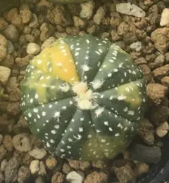 2026年最新】兜 瑠璃の人気アイテム - メルカリ