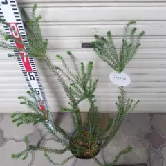 赤エゾマツ苗木 90センチ コニファー 針葉樹 苗木 鉢植え - メルカリ