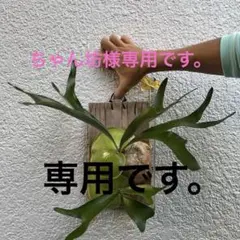 中株】 十二田タグ付き MIX スポアリング株 - メルカリ
