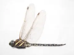 2025年最新】トンボ標本の人気アイテム - メルカリ