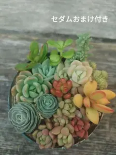 多肉植物寄せ植え　初心者様応援セット　セダムおまけ付き
