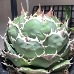 2025年最新】アガベ チタノタ ボールの人気アイテム - メルカリ