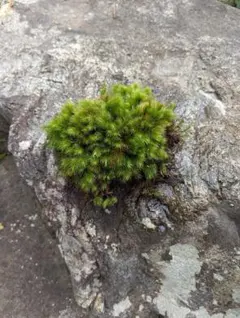 Akinori Sakai様専用　天然スギ苔☓2パック販売