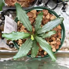 ブセファランドラ Bucephalandra spathulifolia TZ便 ブセファランドラ Bucephalandra spathulifolia TZ便 - メルカリ