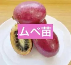 ムベ挿し木挿し木成功ポット苗 - メルカリ