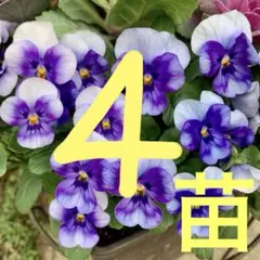 ruru☆様 リクエスト 3点 まとめ商品