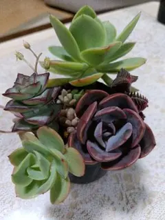 多肉植物 寄せ植え 詰め合わせ　根付き苗　カット苗