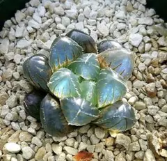 1770 SFMオブスタ ブルー 親株あり　多肉植物 ハオルチア アロエのサムネイル