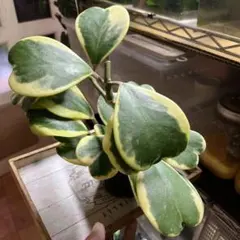 通気良い梱包　ホヤ　カーリー　バリエガータ　土植え　多肉植物　ハートホヤ　斑入り