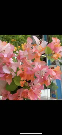 【A05】激レアブーゲンビリア 超稀少種 入手困難花芽付き・開花が楽しめます♪ A05】激レアブーゲンビリア 超稀少種 入手困難花芽付き・開花が楽しめ