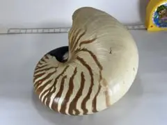 オウムガイ 貝殻 観賞用 インテリア 置物 標本 飾り ナウティルス