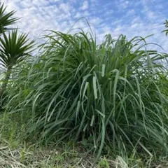 Item thumbnail for item 47ff75fc-35d6-4167-afc3-51a1b297fdd4