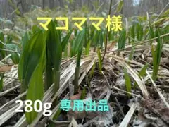 行者ニンニク アイヌネギ　十勝産　海沿いの山 滋養強壮　免疫力UPのサムネイル