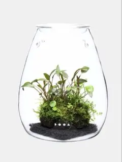 美品‼️ADA ガラスポット　2個セット ADAからおしゃれ～なガラス容器が限定販売開始!! : ビーボックス