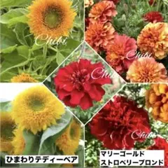 ❤️マリーゴールドストロベリーブロンド 種１０粒➕ ひまわりテディーベアー１０粒