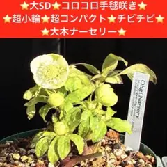 3720☘️タグ付☘️⭐️SD⭐️ムルチオーレア⭐️超小輪⭐️超コンパクト⭐️大木ナーセリー⭐️ 172⭐️SD⭐️ムルチオーレア⭐️超小輪⭐️超コンパクト⭐️大木