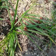 チリあやめ30本