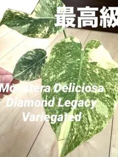 2026年最新】モンステラ レガシーの人気アイテム - メルカリ