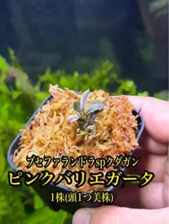 ブセファランドラspクダガンピンクバリエガータ 1株 水上葉 無農薬