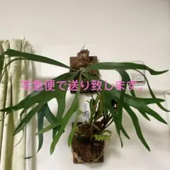コウモリラン ビカクシダ P. SS foong エスエスフーン - メルカリ