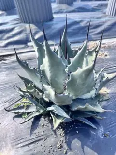 平政様 リクエスト 2点 まとめ商品