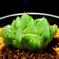 多肉植物　ハオルチア　　ナイルの一滴　実生　達摩選抜　特A　カキコ　719のサムネイル
